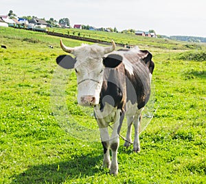 Cow in the village on green meadow background photo
